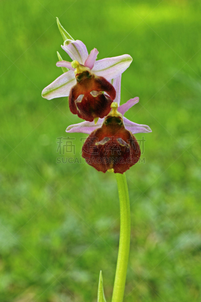 兰花,鲜花盛开,蜜蜂,欧洲赤松,垂直画幅,美,无人,阴影,户外,特写