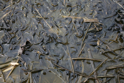 vernal pools,蝌蚪,蟾蜍,捕鸟蟾蜍,自然,野生动物,水平画幅,无人,2015年,两栖纲