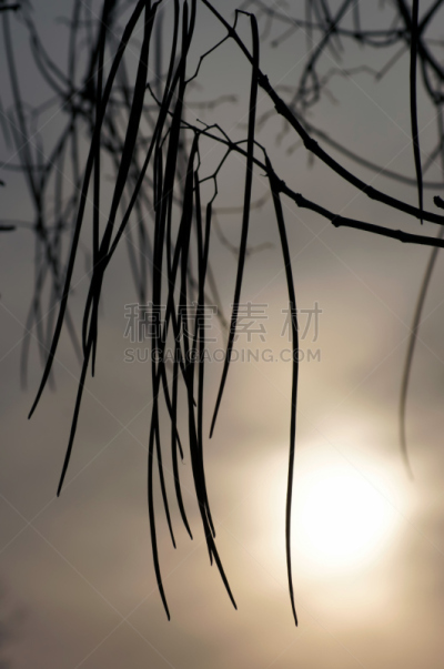 豆,自然,几何学,垂直画幅,形状,无人,曙暮光,户外,特写