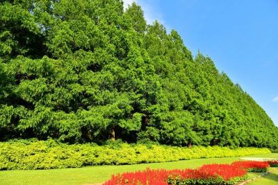 水杉,相模原,鼠尾草,水平画幅,绿色,枝繁叶茂,日本,散步道,东亚,夏天