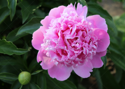 牡丹,粉色,特写,开花植物,绘画艺术品,一个物体,前景聚焦,家庭,花,出示