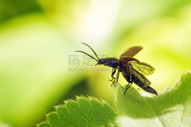 click beetle,生物学,野生动物,东亚人,翅膀,象鼻虫,甲虫,小的,生物,动物