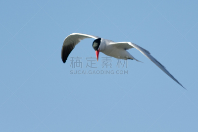 红嘴巨鸥,悄悄接近猎物,燕鸥,天空,水平画幅,优美,鸟类,动物身体部位,野外动物,户外