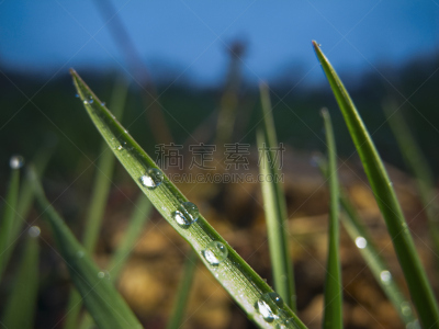 草,水滴,水,时段,植物属性,水平画幅,无人,湿,曙暮光,户外