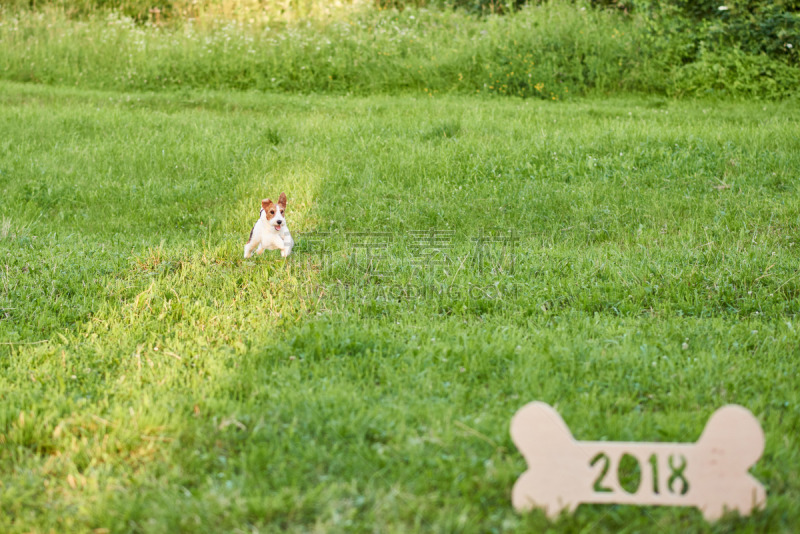 福克斯猎狐犬,新年前夕,狗,可爱的,2018,派克大街,幸福,硬毛猎狐犬,友谊港龙虾水利,环保袋
