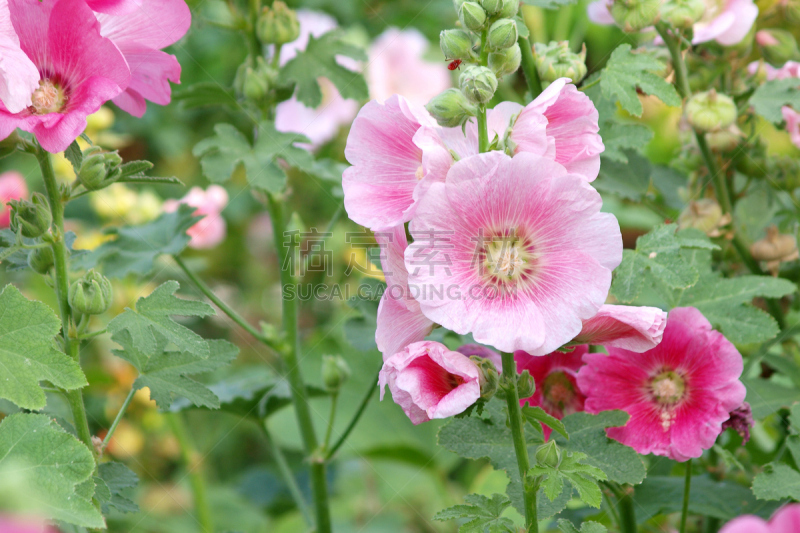 蜀葵,粉色,草芙蓉,花朵,蔷薇属,自然,水平画幅,木槿属,自然美,红色