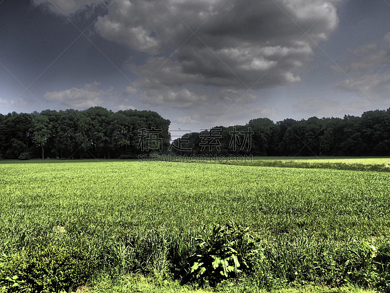 田地,草地,水平画幅,无人,森林,户外,德国,摄影,树