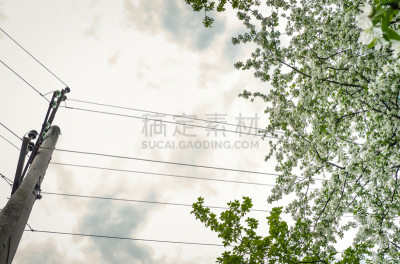 花头,蜂斗菜,天空,水平画幅,夏天,户外,草,特写,金属丝,明亮