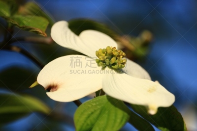 开花的山茱萸,自然,水平画幅,无人,花序,特写,箭木,自然美,开粉花的山茱萸,春天