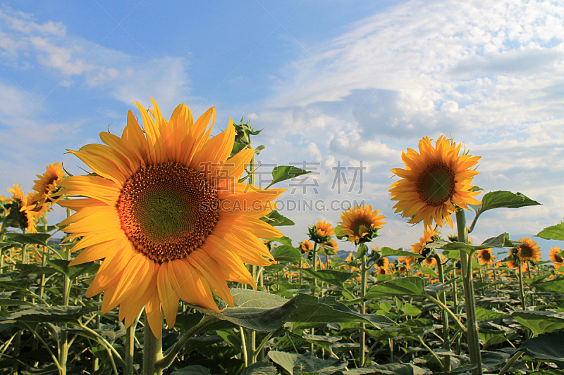 向日葵,鸭跖草,common sunflower,单一栽培,黄色背景,天空,温带的花,水平画幅,无人,夏天