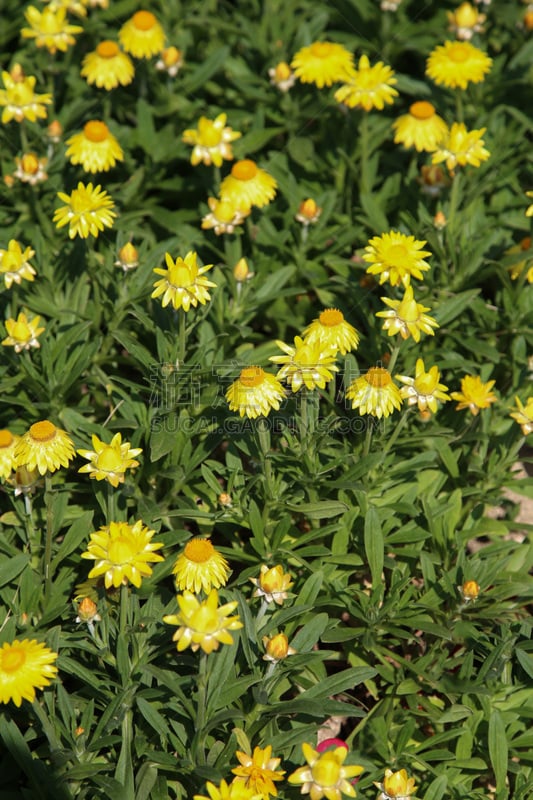 蜡菊,黄色,高阳市,利文斯敦,垂直画幅,夏天,仅一朵花,花束,韩国