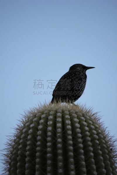 鸟类,斯科茨戴尔,亚利桑那,沙漠,垂直画幅,天空,美,小猫头鹰,无人,图森市
