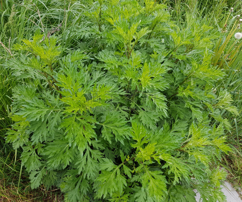 艾蒿,蒿属,bouquet garni,草本园,花序,水平画幅,无人,健康保健,香料,户外