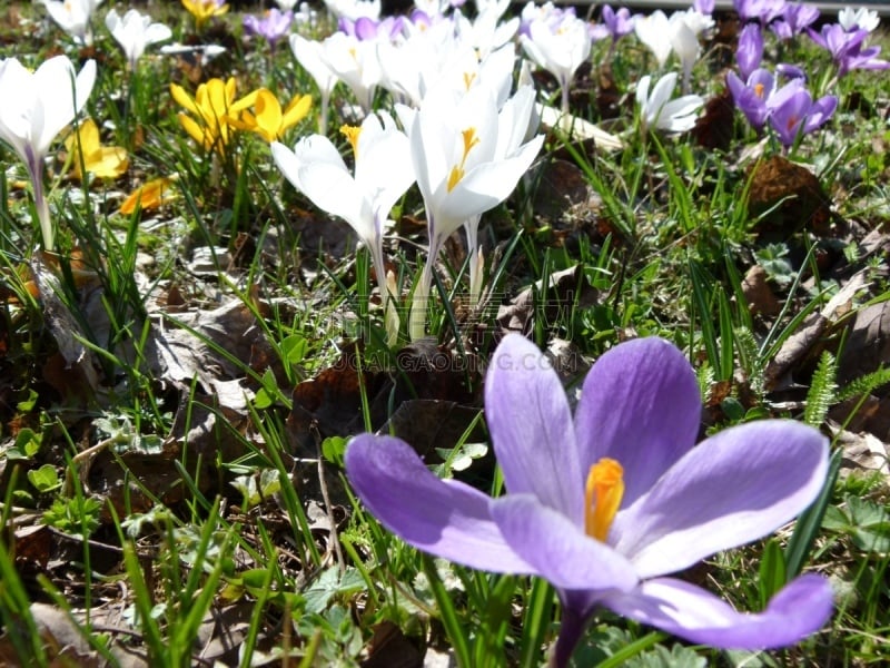 Polfilter, Frühblüher, Wiesenblume, Gartenblume,