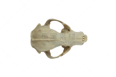 颅骨,浣熊,动物嘴,水平画幅,脸颊,动物身体部位,干净,北美,哺乳纲,白色