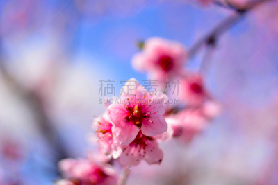 春天,枝,色彩鲜艳,帕尔马,浪漫,情人节卡,热纳亚,乌比诺,自然美,杏仁