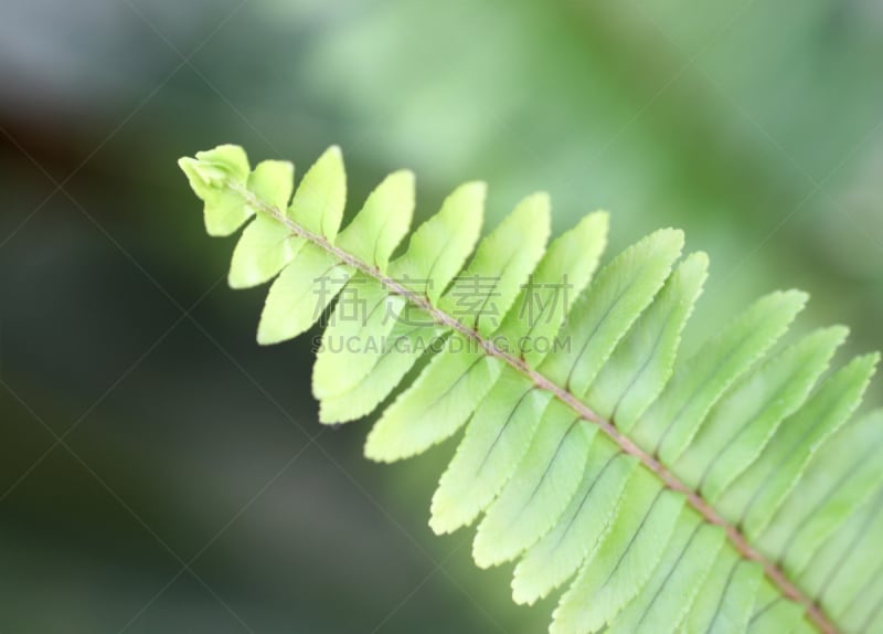 叶子,蕨类,顶部,自然,水平画幅,绿色,无人,有机食品,欧洲蕨,植物茎