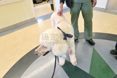 梗犬,动物保护,可爱的,遛狗师,纯种犬,宠物项圈,犬恶丝虫,受过训练的狗,狗
