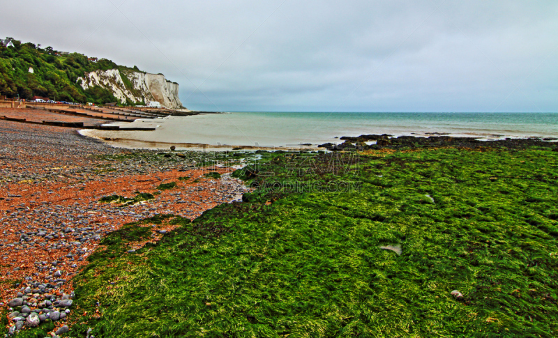 海草,证券交易所,white cliffs,水平画幅,银色,无人,英格兰,石灰石,英吉利海峡,夏天