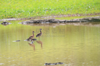 斑点,鸭子,吹口哨,自然,野生动物,水平画幅,无人,鸟类,野外动物,户外