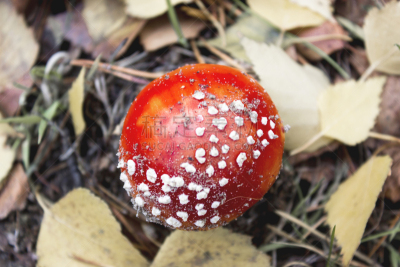 蘑菇,叶子,黄色,圆形,水平画幅,秋天,无人,有毒生物体,毒蝇菇,户外