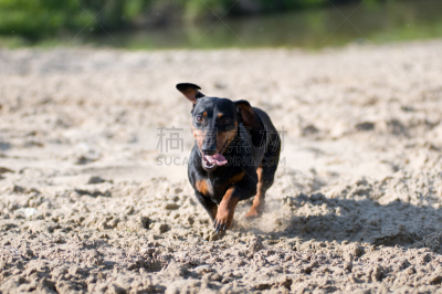 肖像,腊肠犬,夏天,正面视角,水,褐色,纯种犬,湖岸,水平画幅,绿色