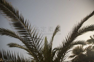 棕榈树,天空,美,气候,水平画幅,枝繁叶茂,无人,椰子,夏天,户外