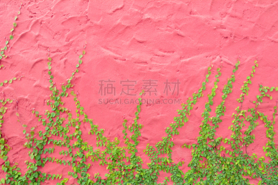 常春藤,有蔓植物,粉色,多色的,混凝土墙,水平画幅,墙,无人,户外,植物