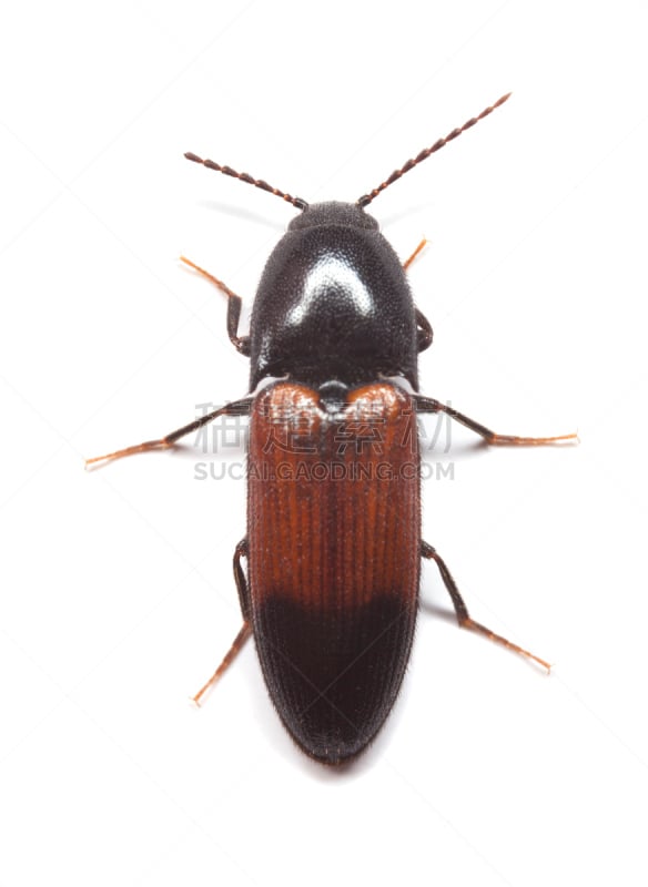 click beetle,垂直画幅,选择对焦,正面视角,无人,特写,白色,彩色图片,甲虫,大特写