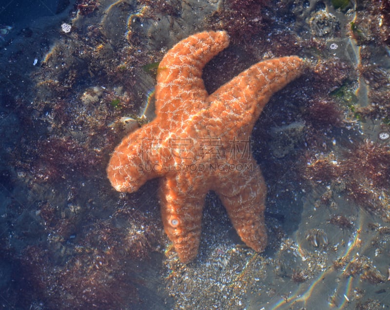 海星,奥勒冈海滨,潮水坑,崎岖不平,水平画幅,形状,无人,水下,夏天,特写