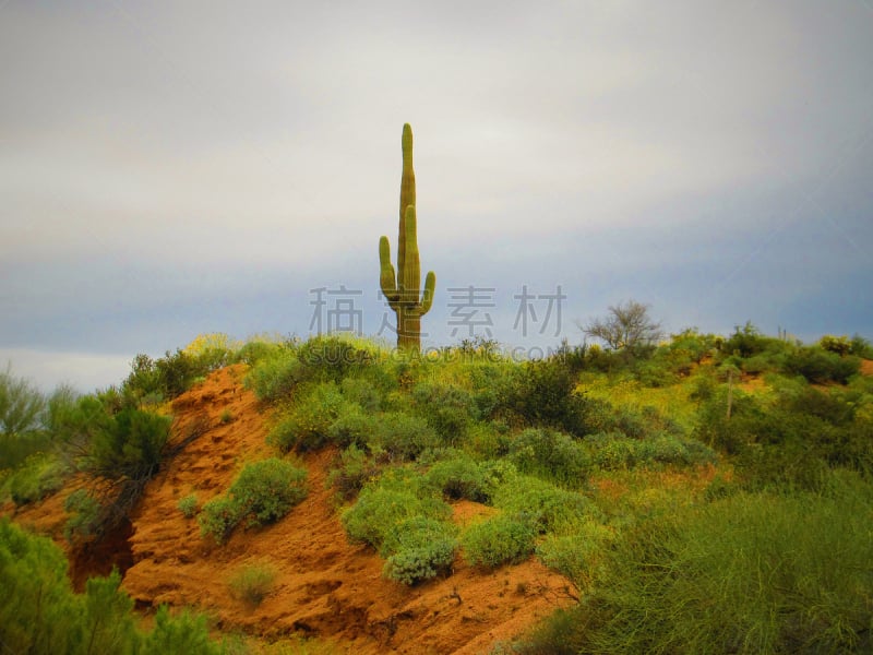 tonto national forest,春天,自然,美国,水平画幅,地形,无人,户外,自然美,植物