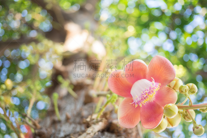 尤脑香科树,咖啡豆,动物,接力赛,社区,家庭,美,水平画幅,无人,传统