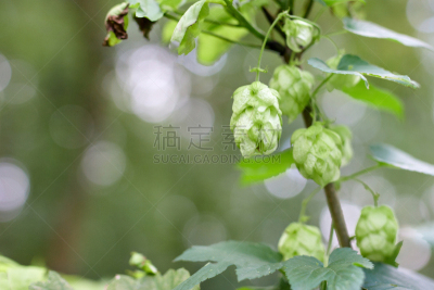 特写,比尔,清新,蛇麻草,绿色,面包,松果,芳香的,含酒精饮料,香料