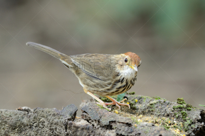 babbler,泡芙,热带鸟,水平画幅,无人,鸟类,动物身体部位,野外动物,户外,泰国