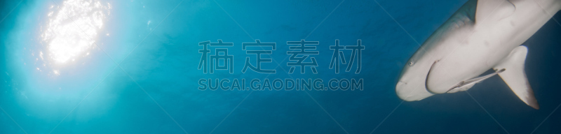 巴哈马国,礁鲨,水,水平画幅,水肺潜水,无人,水下,鲨鱼,夏天,户外