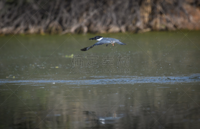 低的,翠鸟,自然,动物主题,野生动物,图像,翅膀,束带翠鸟,池塘,美国