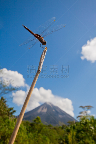 蜻蜓,垂直画幅,天空,迅速,野生动物,蓝色,嫩枝,动物身体部位,阿雷纳火山,户外