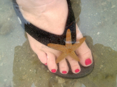人类脚趾,海星,水平画幅,海洋生命,户外,凉拖鞋,佛罗里达,海洋,海滩,去壳
