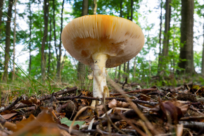 old amanita in the woods