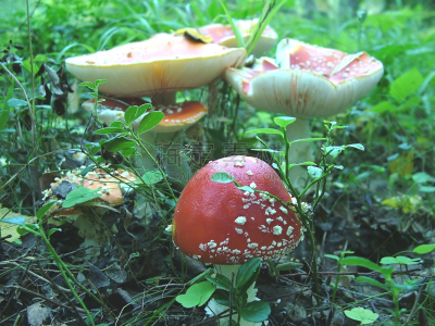 蘑菇,鹅膏菌,红色,真菌,伞形毒菌,水平画幅,无人,有毒生物体,毒蝇菇,毒蘑菇