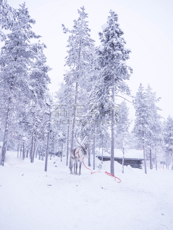 垂直画幅,萨利色尔卡,拉普兰,冬天,雪,无人,芬兰,森林,驯鹿拉雪橇比赛