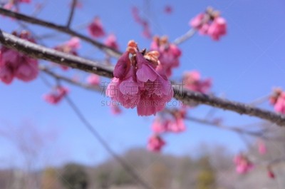 樱桃树,梅花,红色,自然美,春天,边框,公园,柔和色,3到4个月,植物