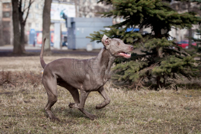 德国魏犬,户外,狗,大于号,自然,草地,纯种犬,水平画幅,秋天,草