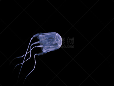 盒式水母,水,水平画幅,水肺潜水,水下,野外动物,海底,触须,深海潜水,水生动植物