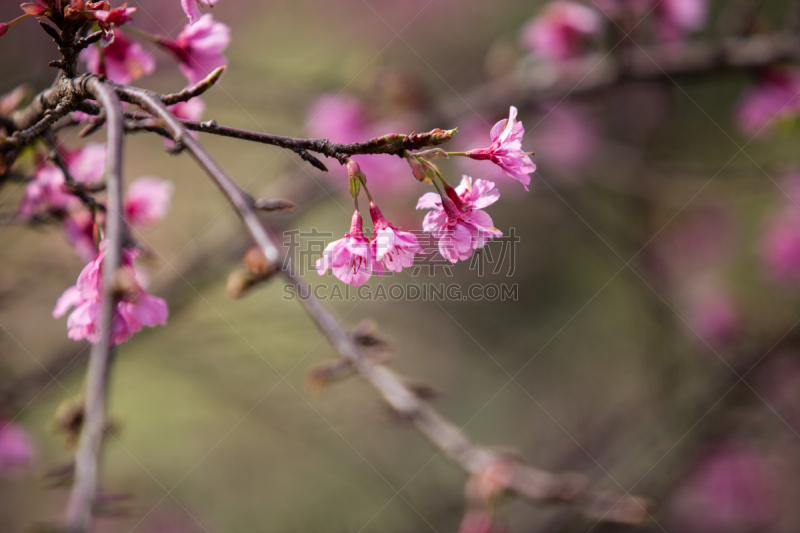 樱之花,千岛群岛,天空,水平画幅,无人,户外,特写,白色,植物,枝