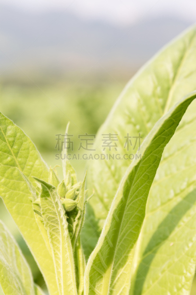 烟草,植物,塔巴科恩,花烟草,茄科,雪茄,尼古丁,自然,垂直画幅,花