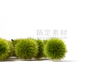 Green Chestnut Still blue burr