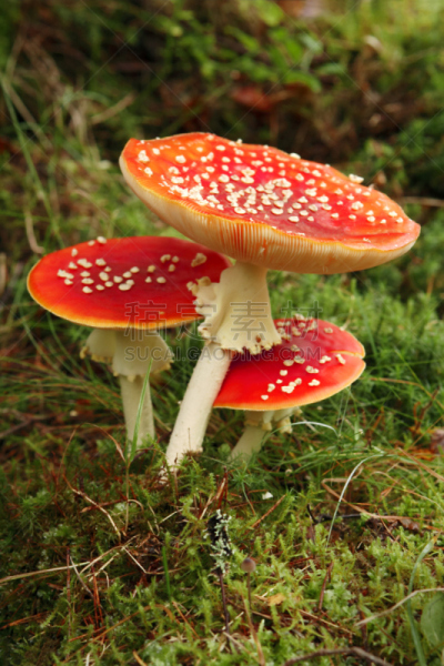 毒蝇菇,三只动物,伞形毒菌,鹅膏菌,自然,垂直画幅,无人,有毒生物体,苔藓,蘑菇