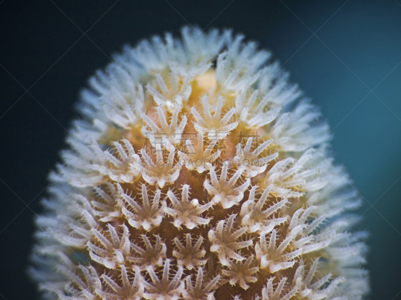顶针,珊瑚虫,生物学,触须,部分,背景分离,热带气候,野生动物,环境,竞技场