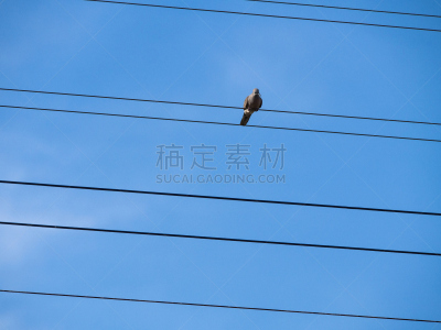 噪声,斑鸠,电缆,热带鸟,美,留白,水平画幅,领口,动物身体部位,夏天